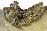 Spiny, Tower Eyed Erbenochile Trilobite - Morocco #363020-2